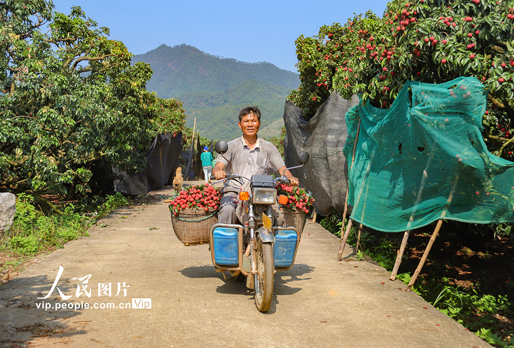 廣西蒼梧：特色荔枝產業富民強縣【4】