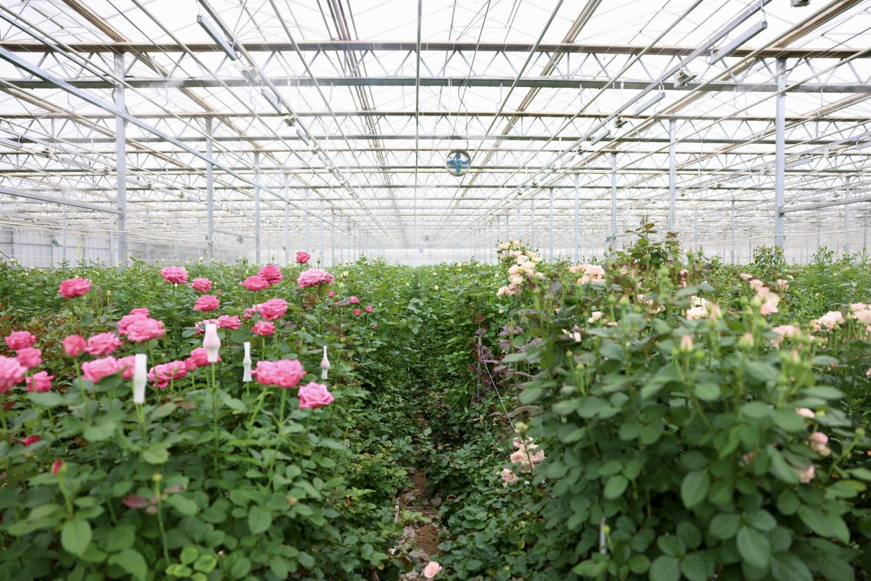 蘭州新區現代農業示范園鮮花種植基地4號智能溫室培育的玫瑰花。蔣雨師攝