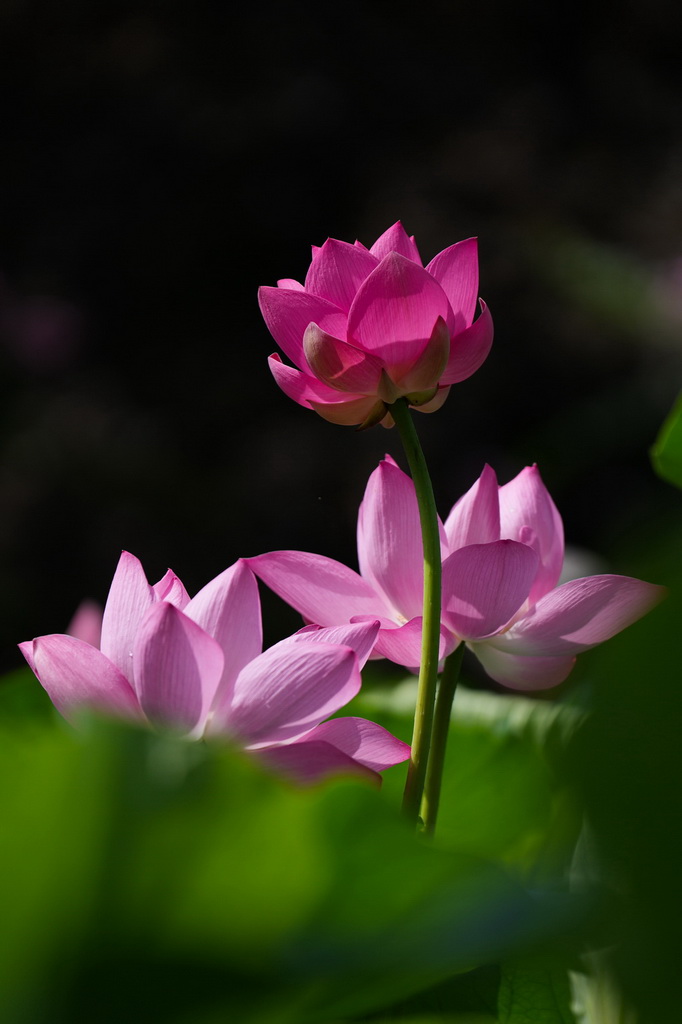 這是7月21日在北京蓮花池公園拍攝的荷花。