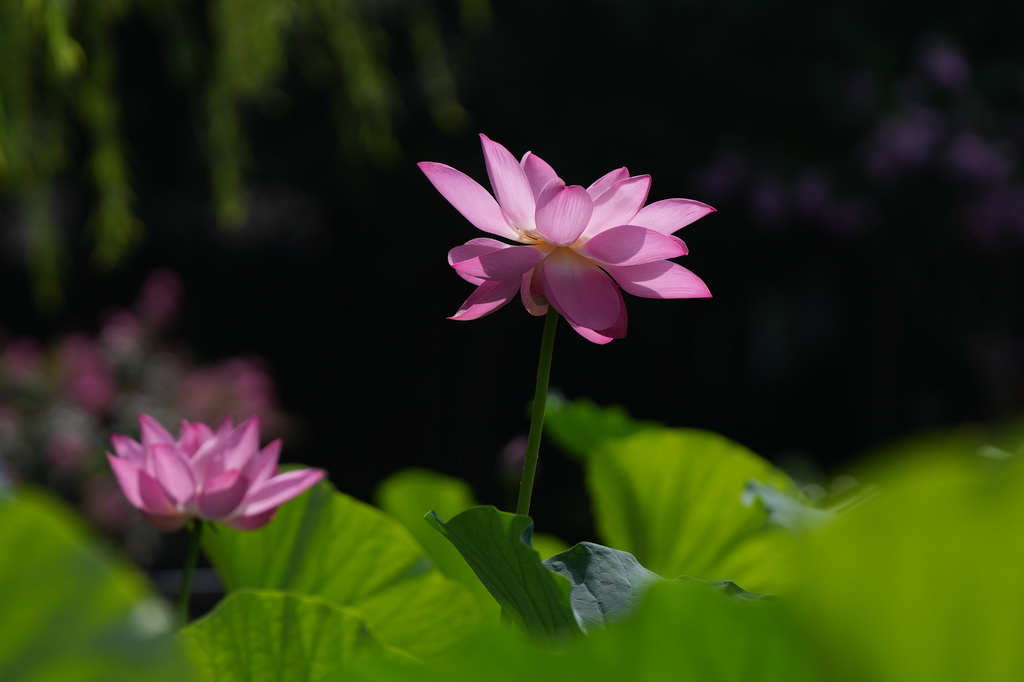 這是7月21日在北京蓮花池公園拍攝的荷花。