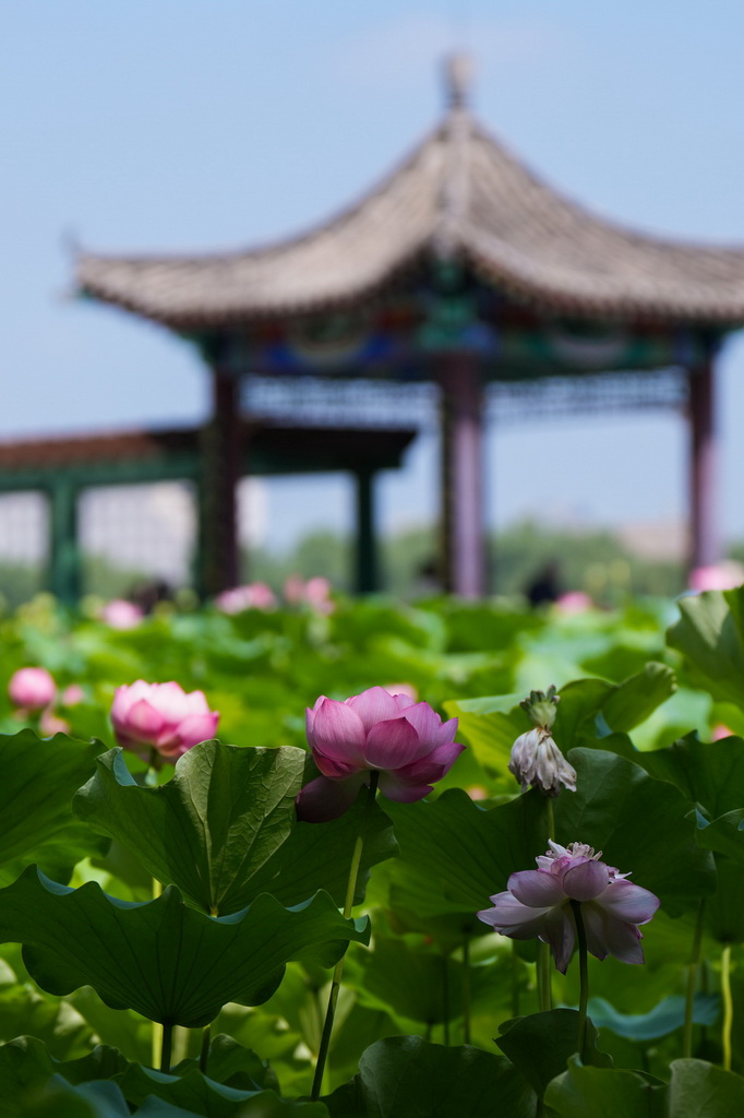 這是7月21日在北京蓮花池公園拍攝的荷花。
