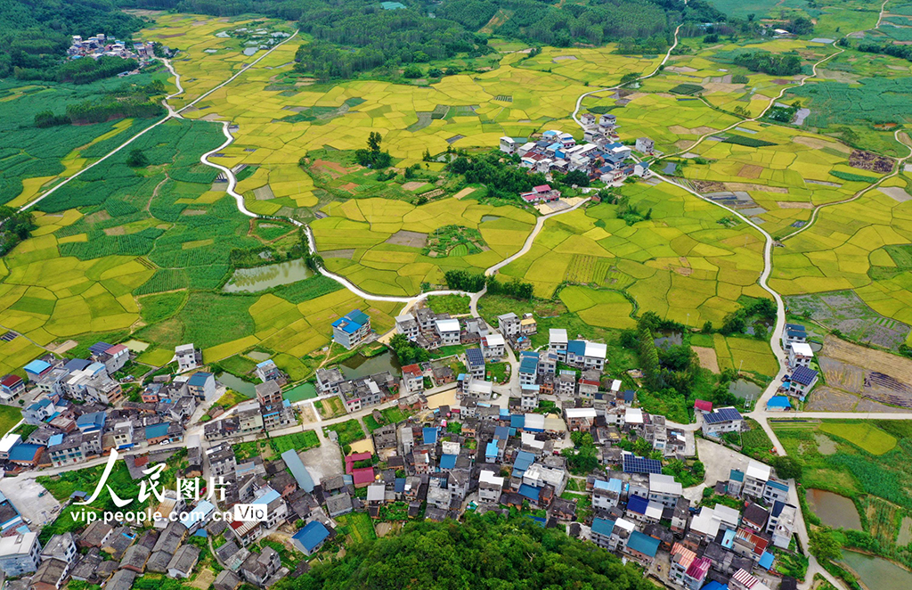 廣西融水:“豐”景如畫【2】