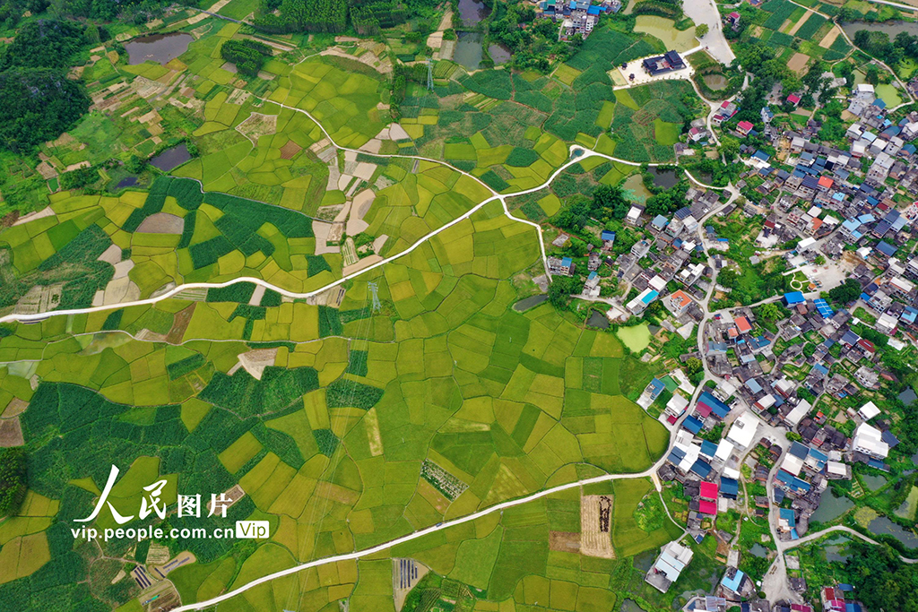 廣西融水:“豐”景如畫【3】