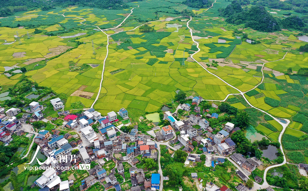 廣西融水:“豐”景如畫【4】