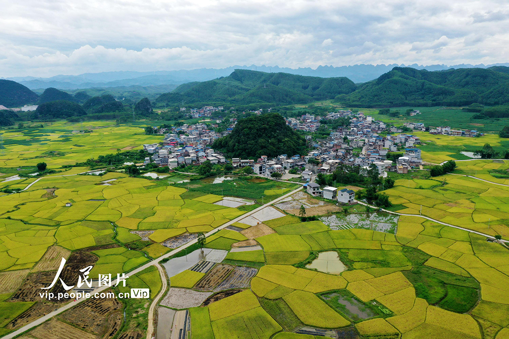 廣西融水:“豐”景如畫【5】