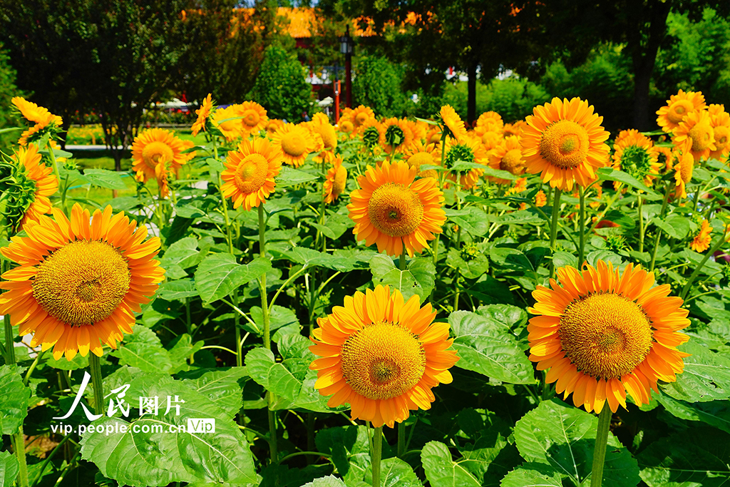 北京景山公園向日葵花海亮相【4】