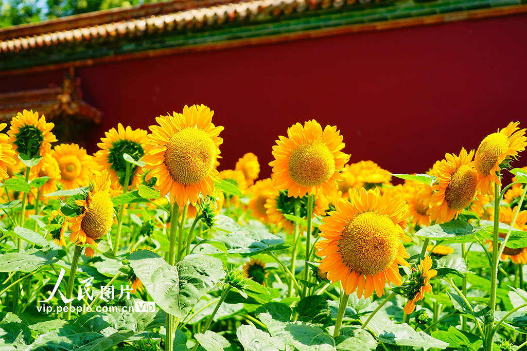 北京景山公園向日葵花海亮相【5】