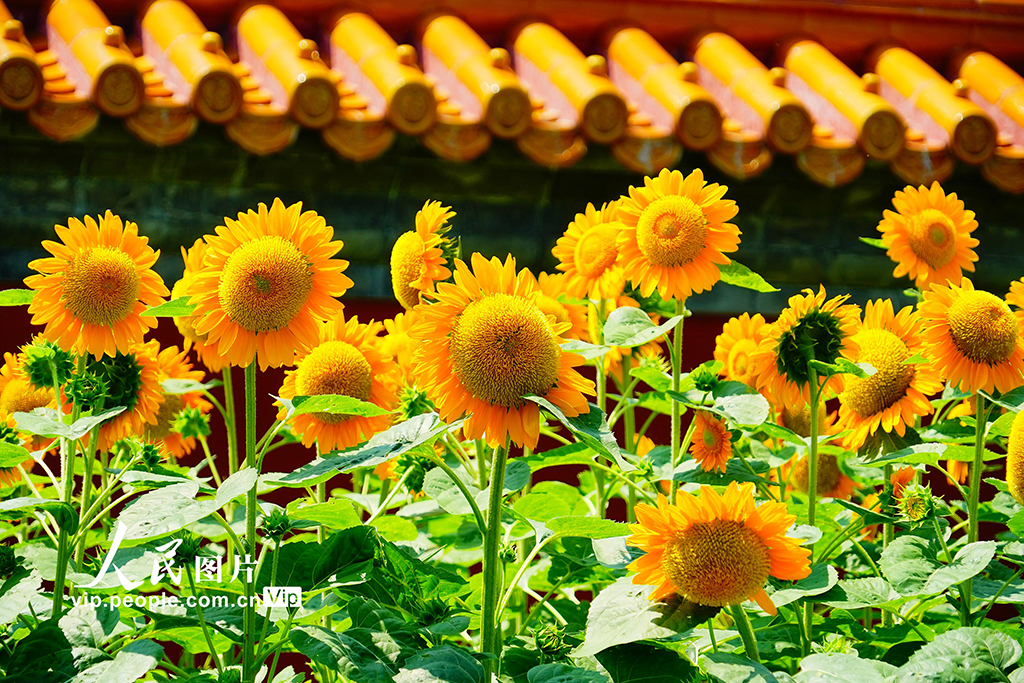 北京景山公園向日葵花海亮相【6】