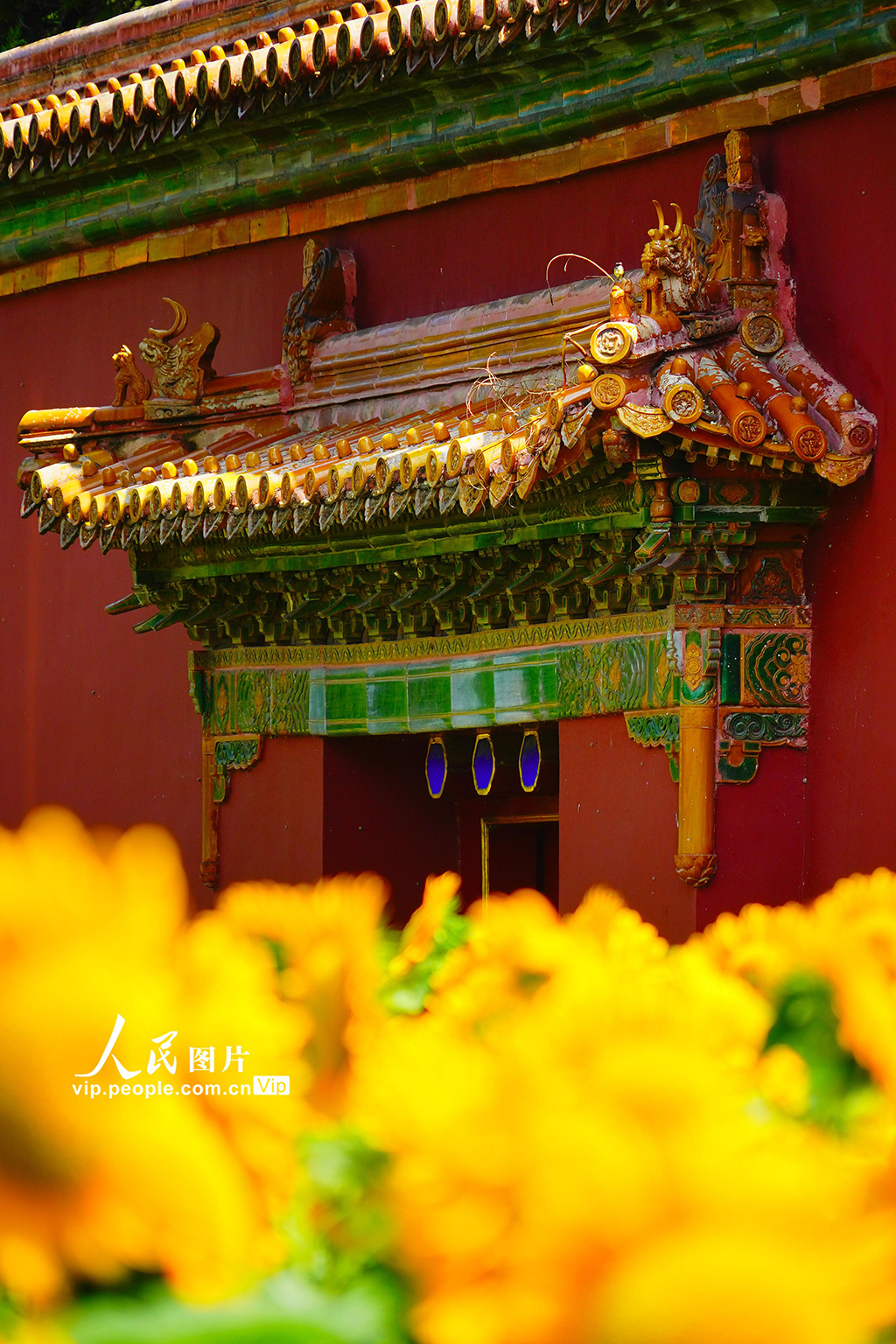 北京景山公園向日葵花海亮相【7】