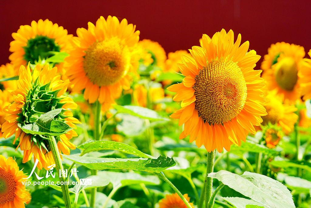 北京景山公園向日葵花海亮相【2】