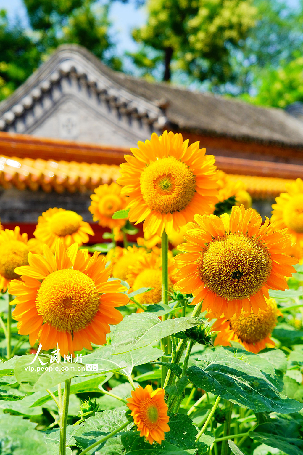 北京景山公園向日葵花海亮相【3】