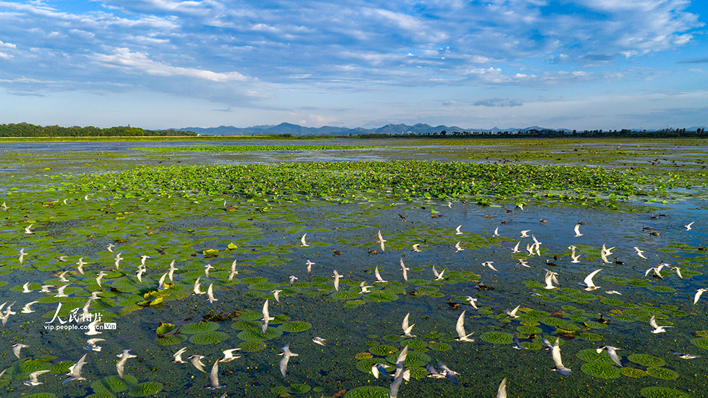 安徽廬江:須浮鷗翔集黃陂湖【2】