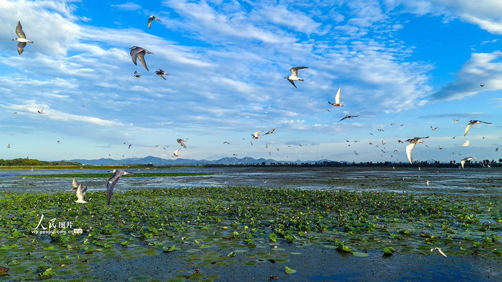 安徽廬江:須浮鷗翔集黃陂湖【3】