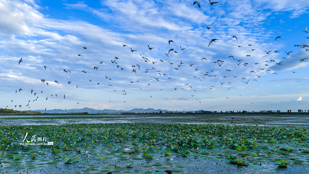 安徽廬江:須浮鷗翔集黃陂湖【4】