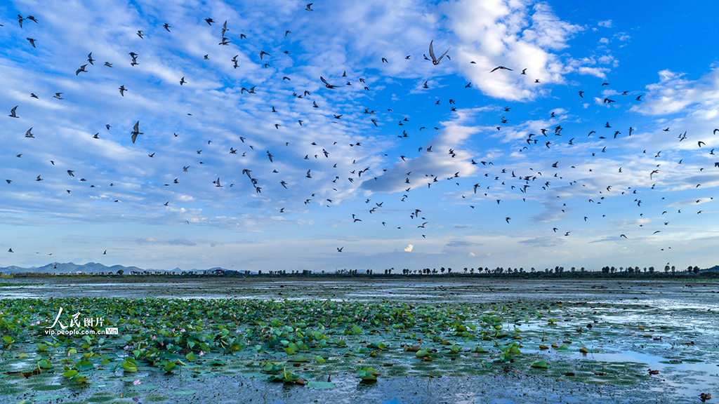安徽廬江:須浮鷗翔集黃陂湖【5】