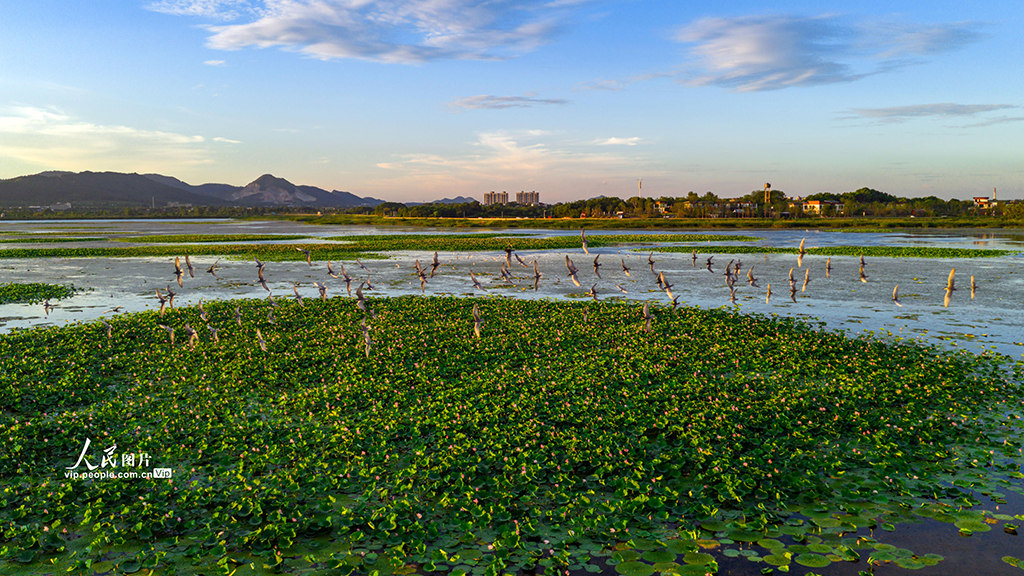 安徽廬江:須浮鷗翔集黃陂湖【6】