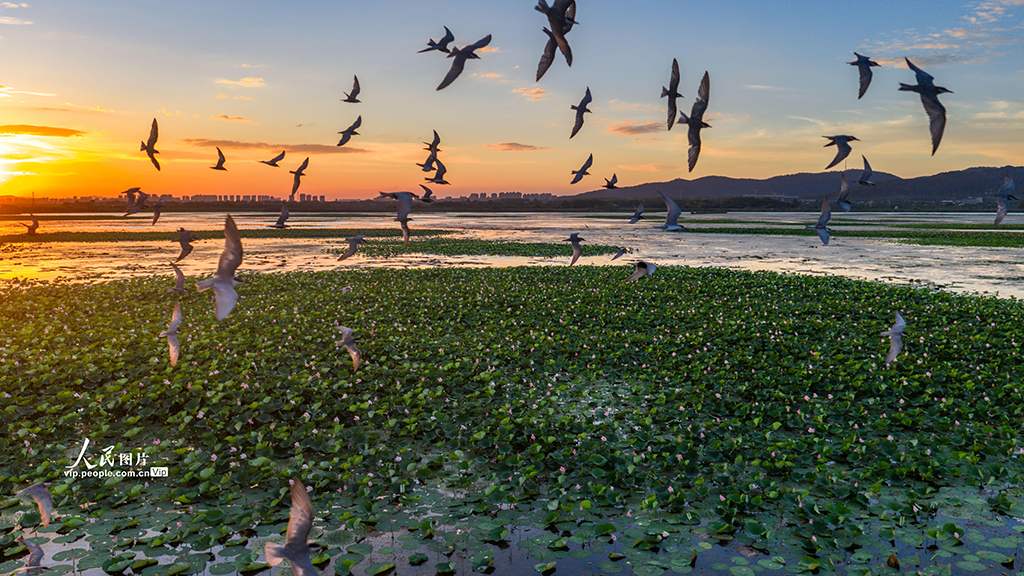 安徽廬江:須浮鷗翔集黃陂湖【7】