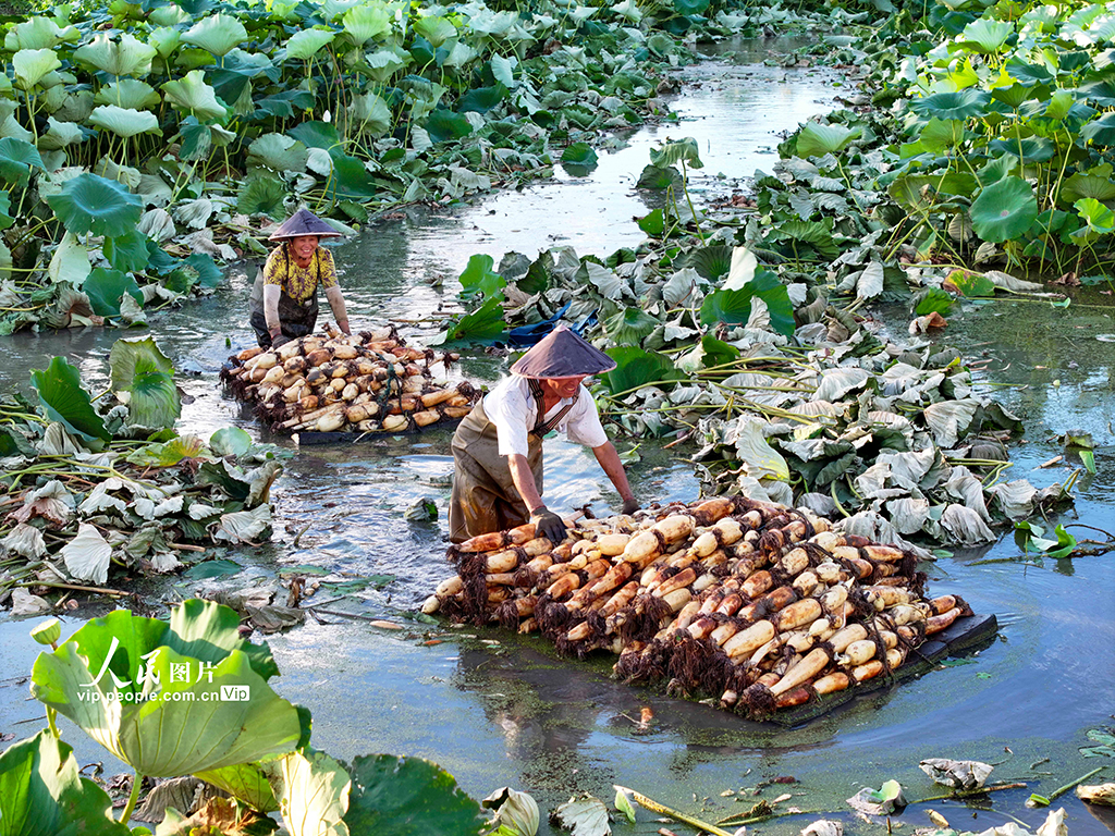 江蘇南通：蓮藕豐收【2】