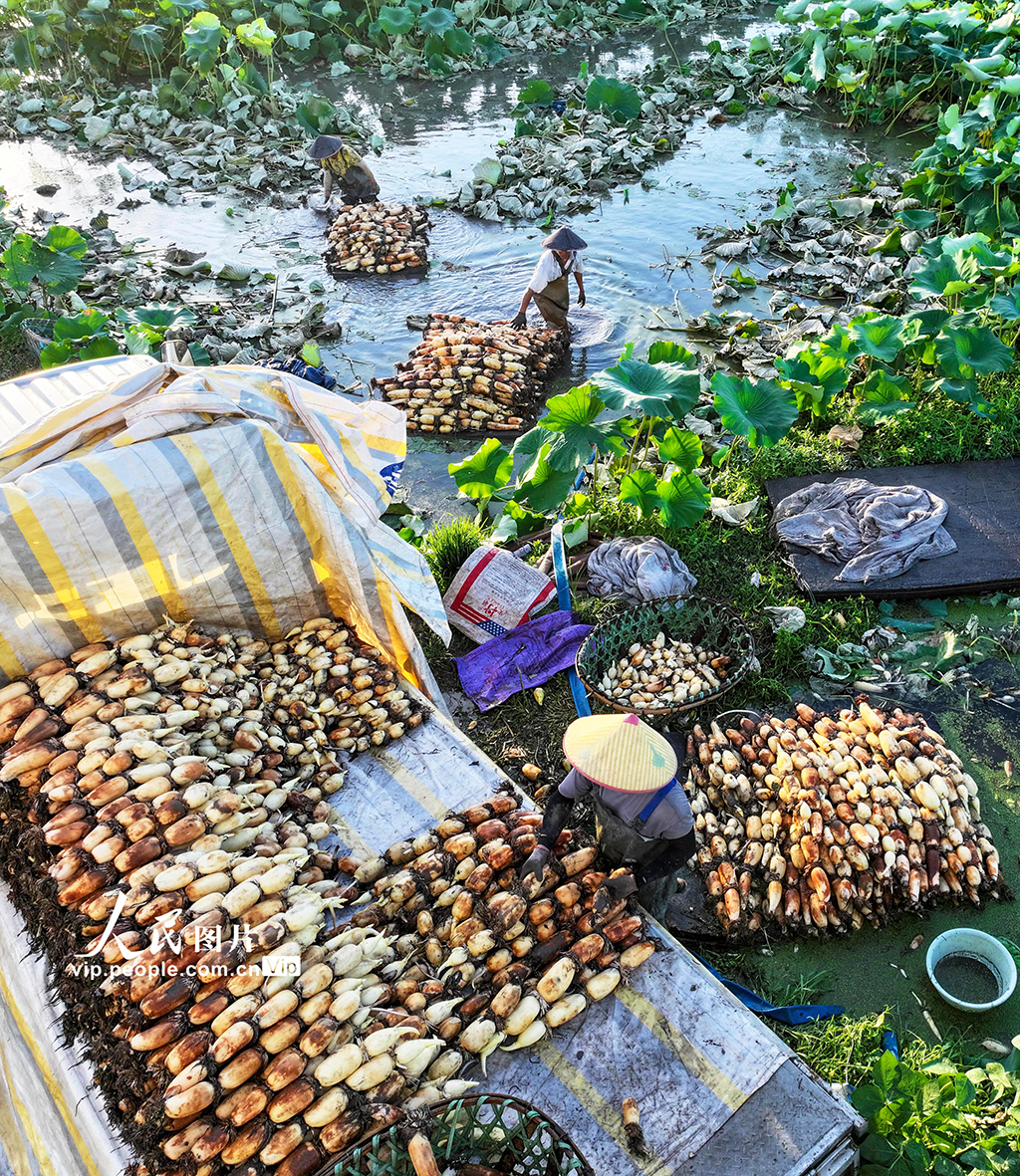江蘇南通：蓮藕豐收【3】