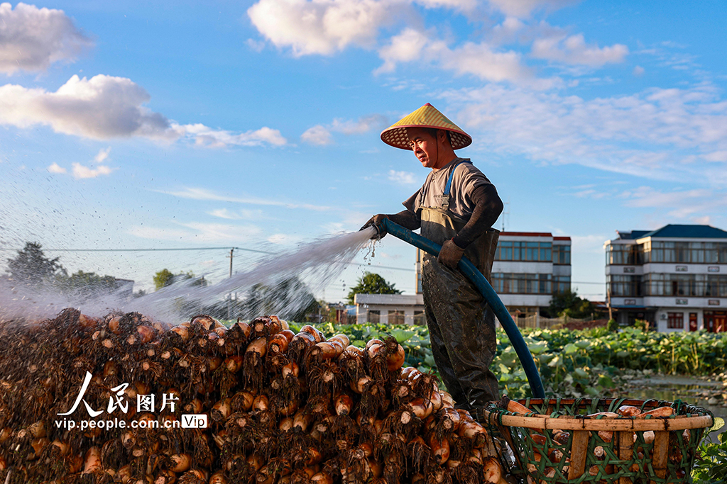 江蘇南通:蓮藕豐收【4】