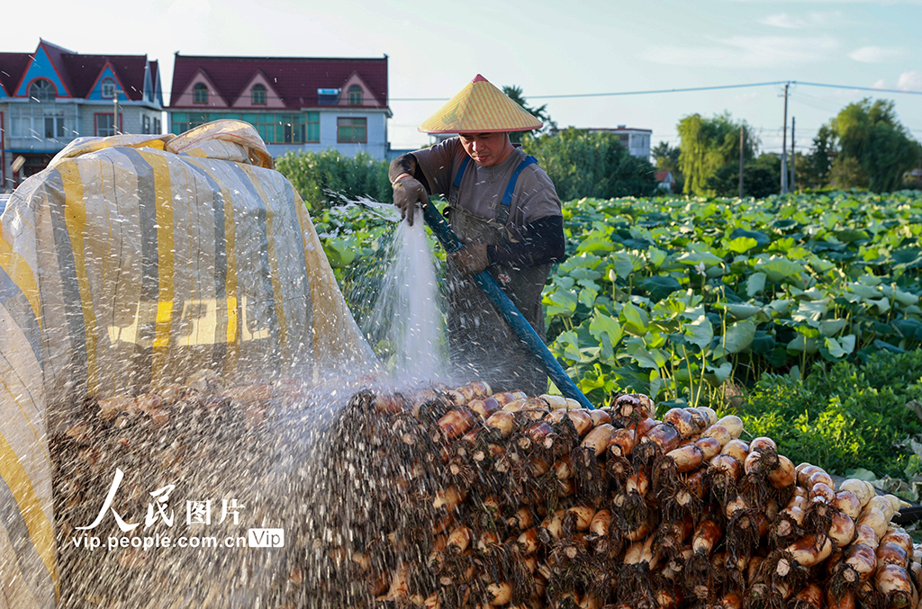 江蘇南通:蓮藕豐收【5】