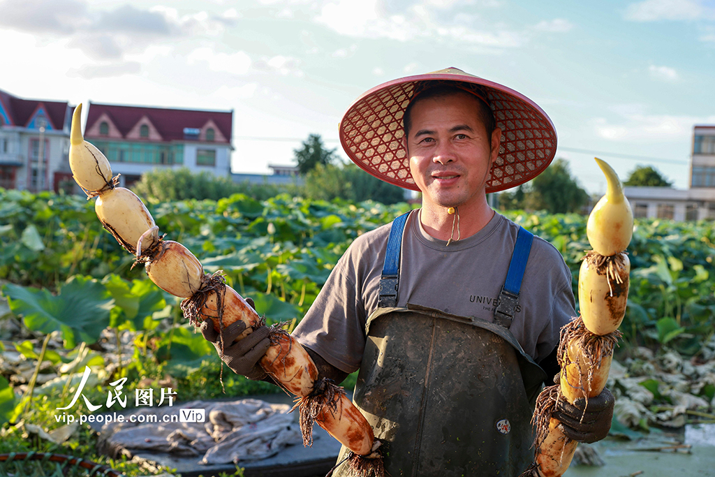 江蘇南通:蓮藕豐收【6】