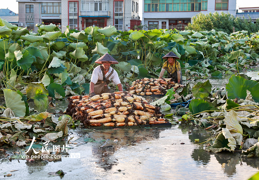 江蘇南通:蓮藕豐收【7】
