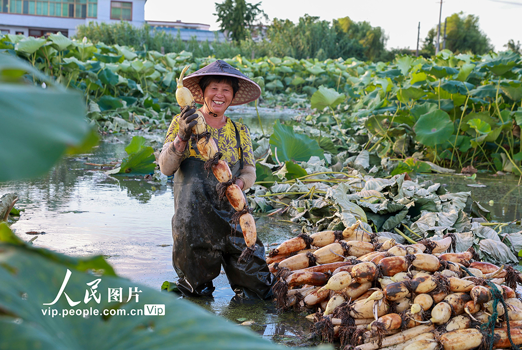 江蘇南通:蓮藕豐收【8】