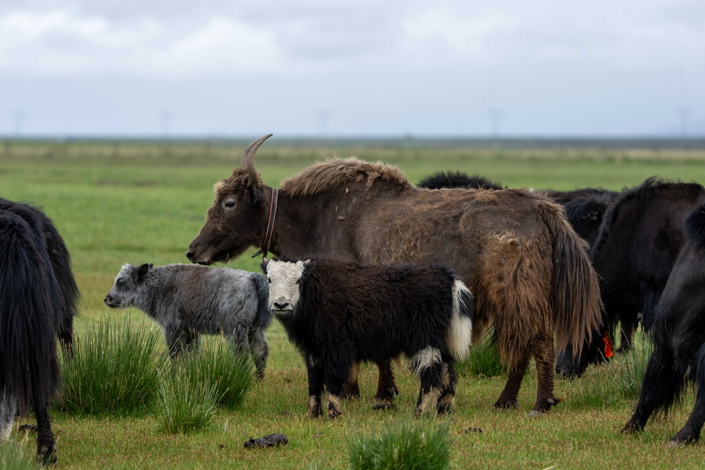7月22日拍攝的瑪旁雍錯濕地上的牦牛。