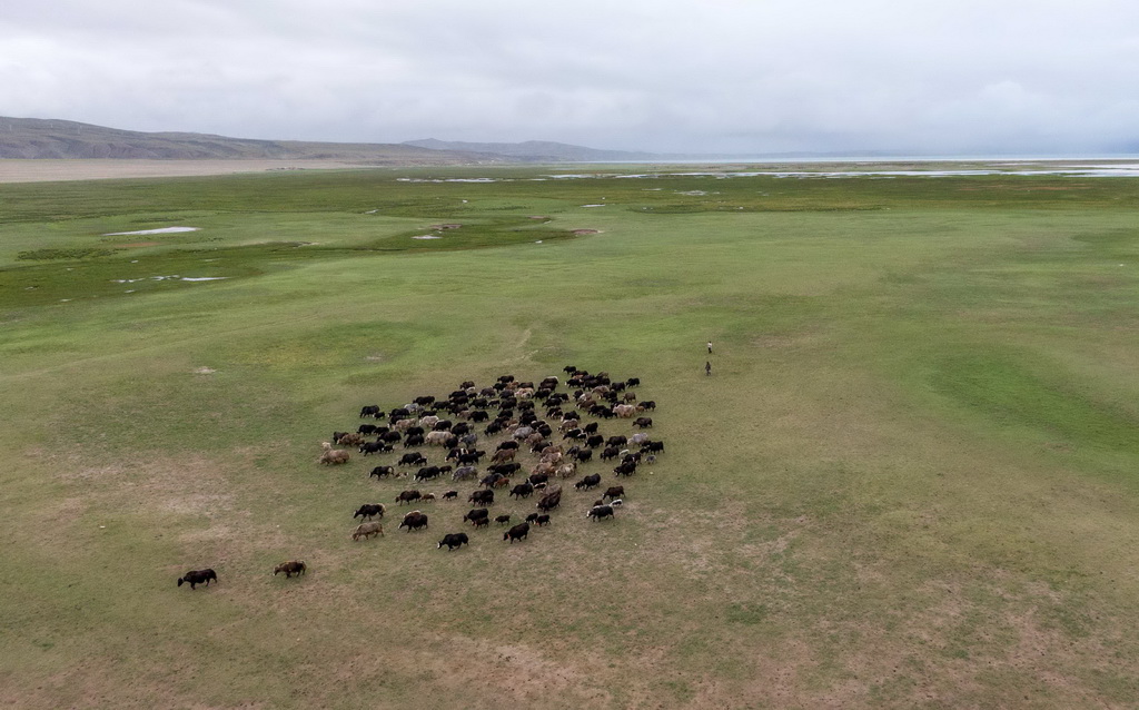 7月22日拍攝的瑪旁雍錯濕地上的牦牛（無人機照片）。
