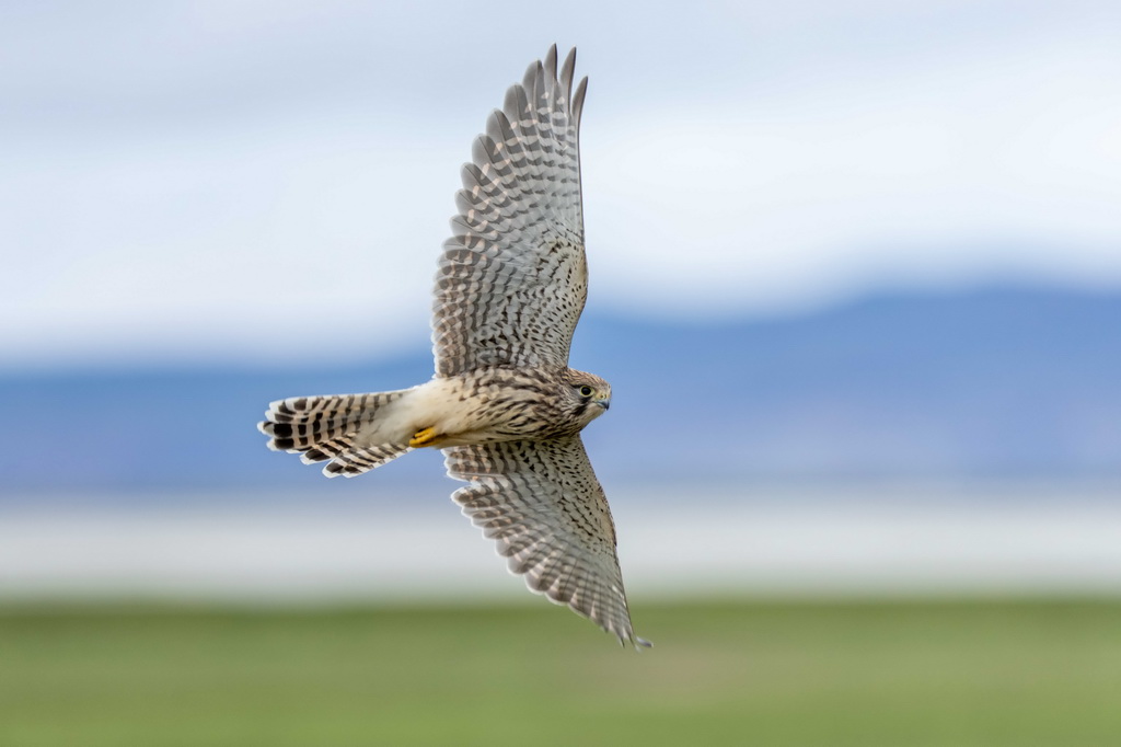 7月22日拍攝的瑪旁雍錯濕地上棲息的國家二級保護野生動物紅隼。