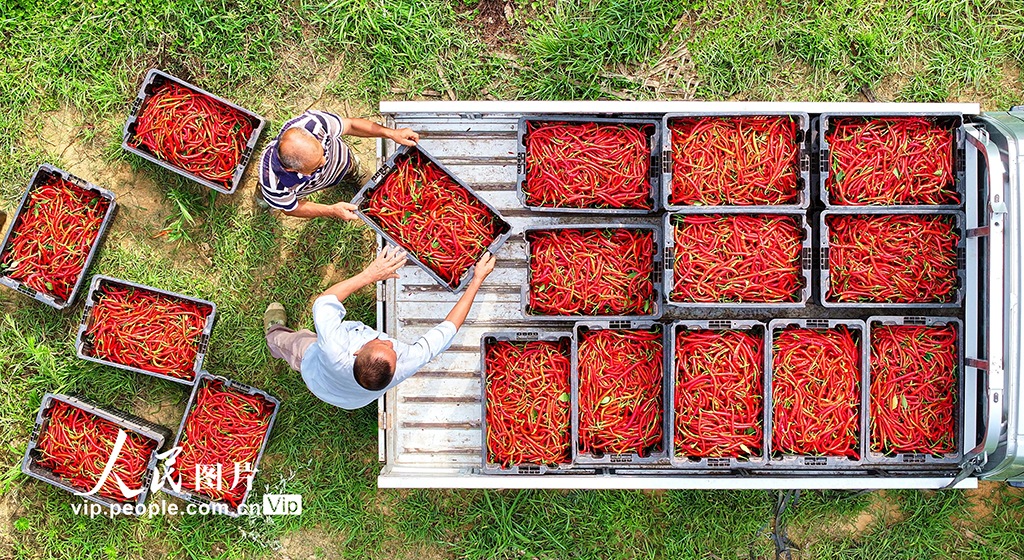 四川仁壽:辣椒豐收 助農增收【2】
