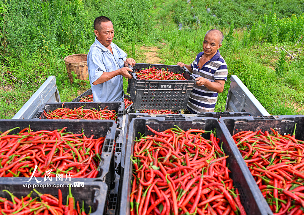 四川仁壽:辣椒豐收 助農增收【3】