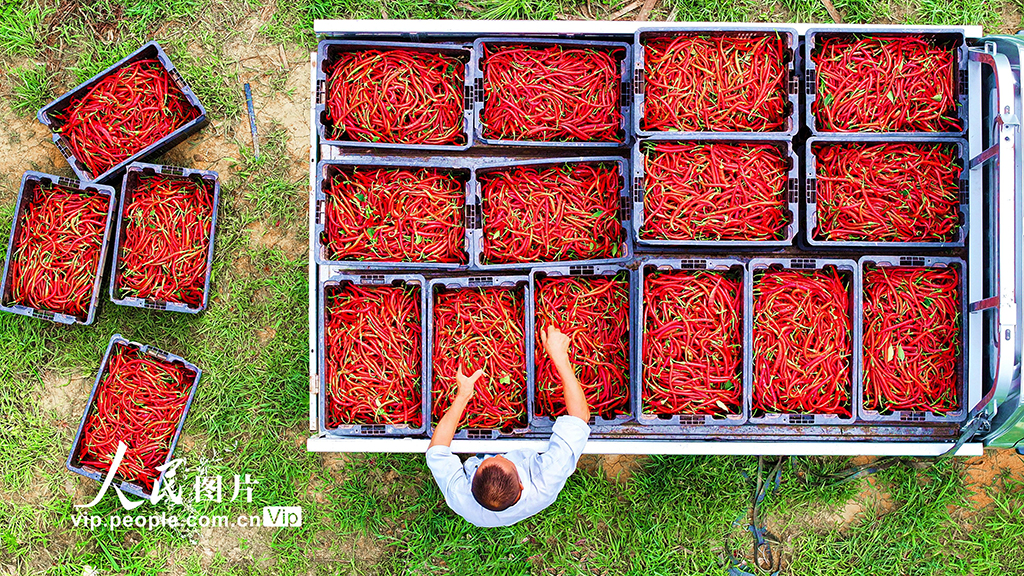 四川仁壽：辣椒豐收 助農增收