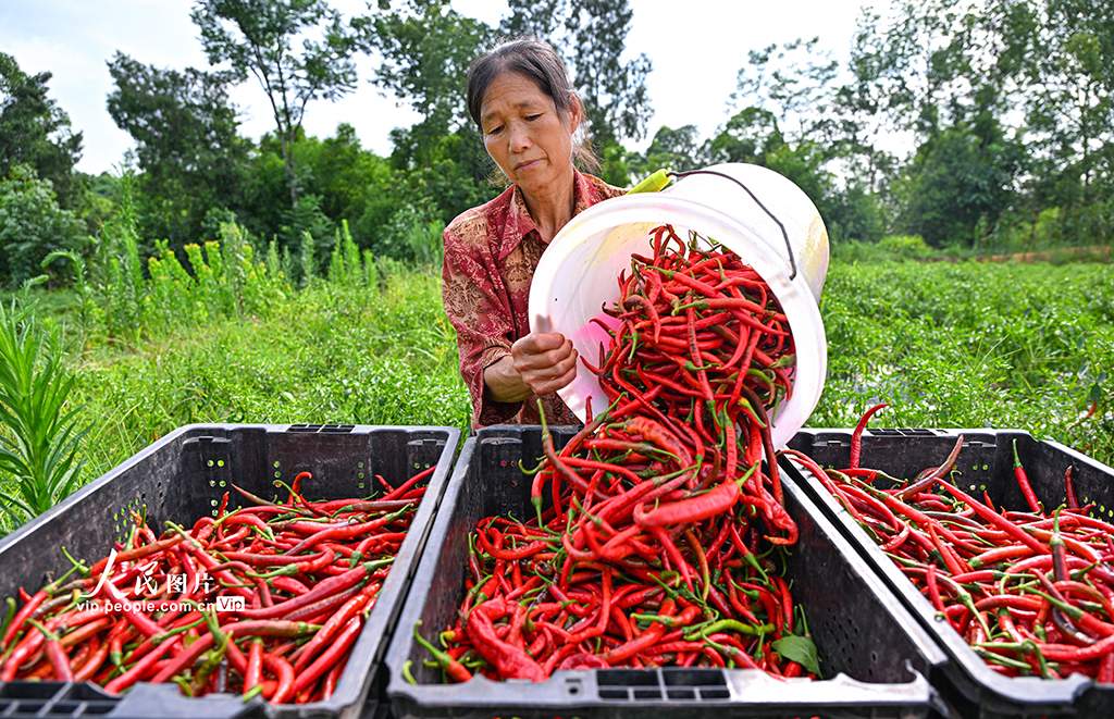 四川仁壽:辣椒豐收 助農增收【4】