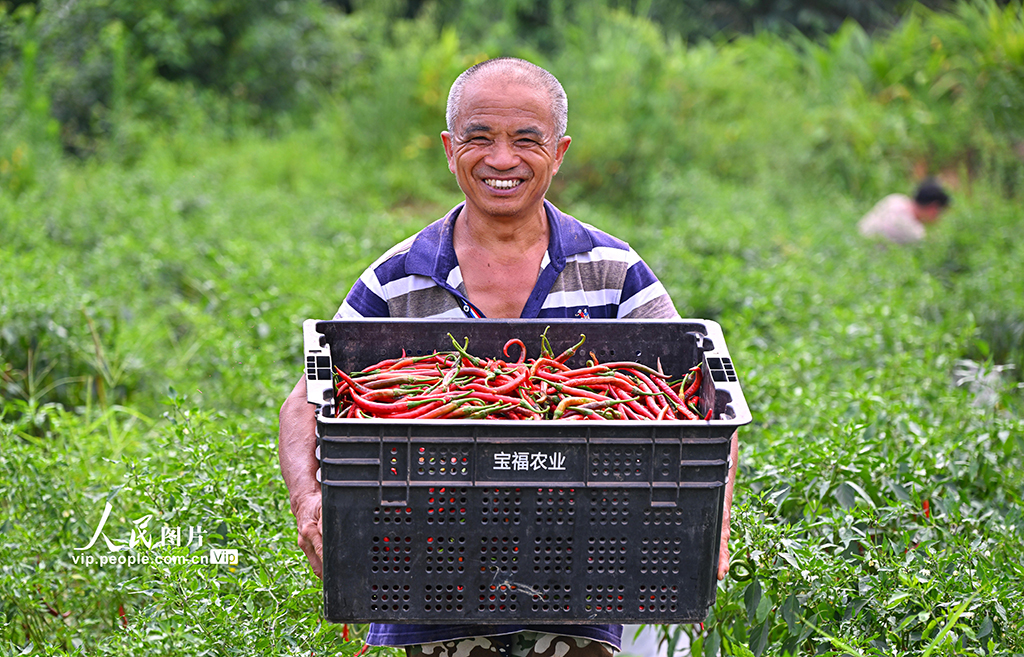 四川仁壽:辣椒豐收 助農增收【5】