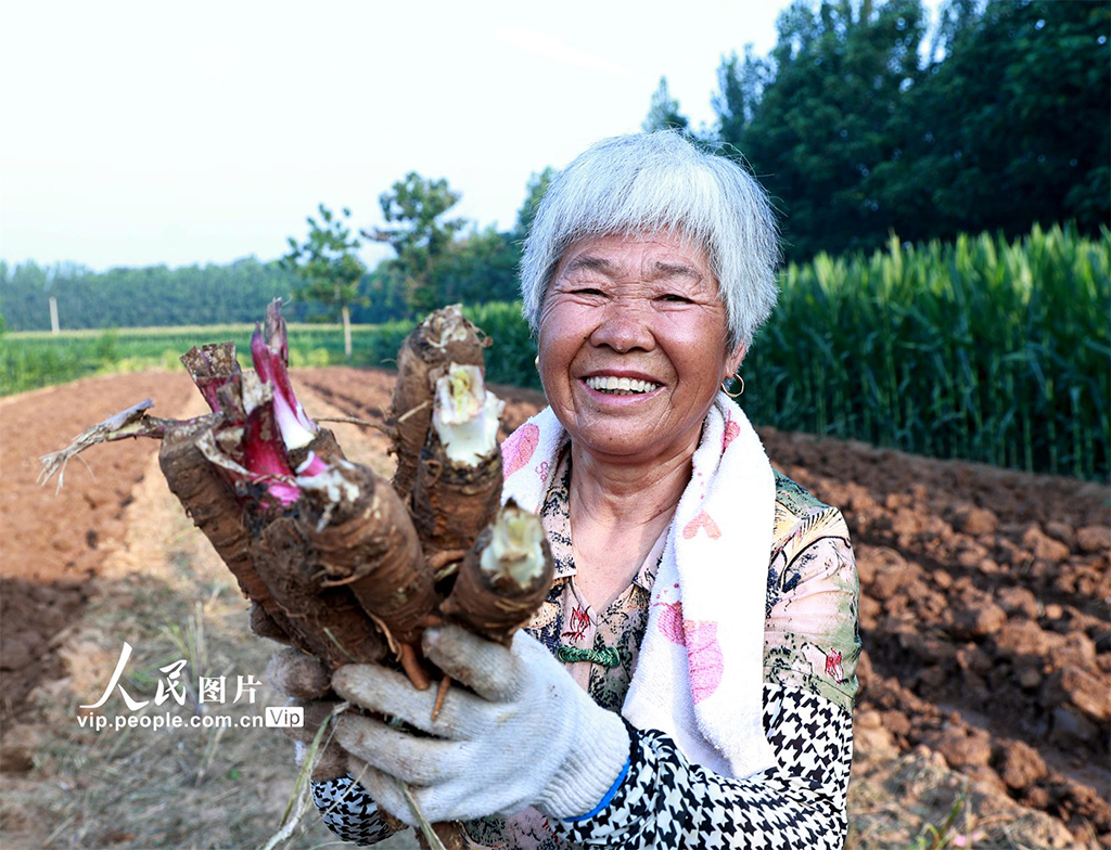 安徽亳州：收獲中藥材