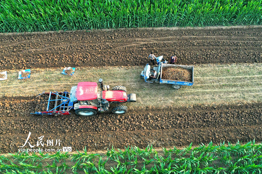 安徽亳州:收獲中藥材【5】