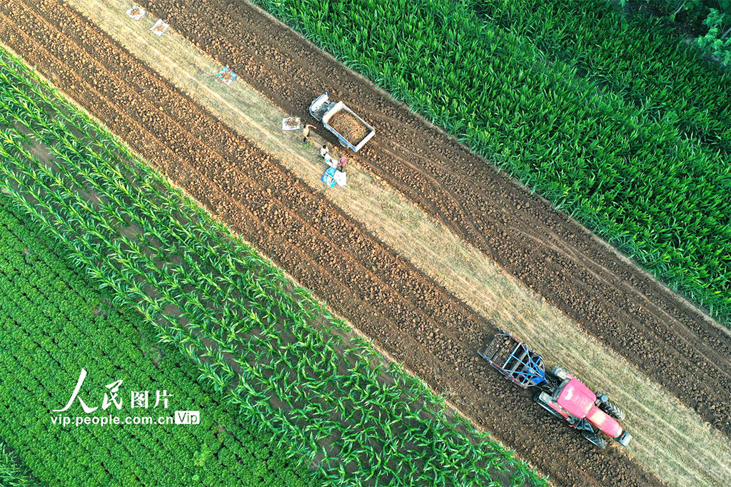 安徽亳州:收獲中藥材【4】