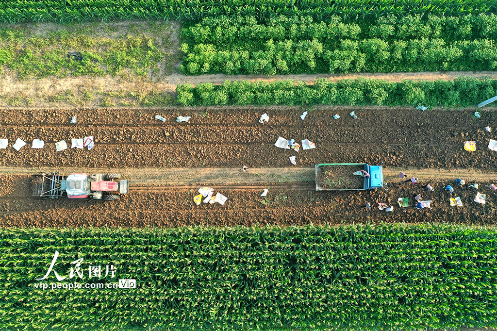 安徽亳州:收獲中藥材【2】