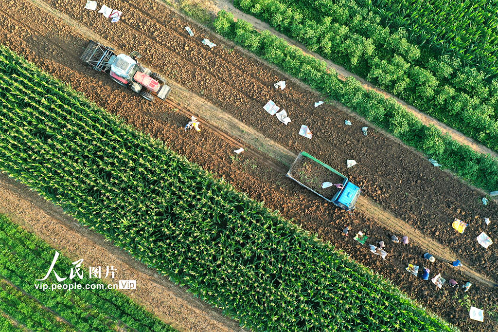 安徽亳州:收獲中藥材【6】