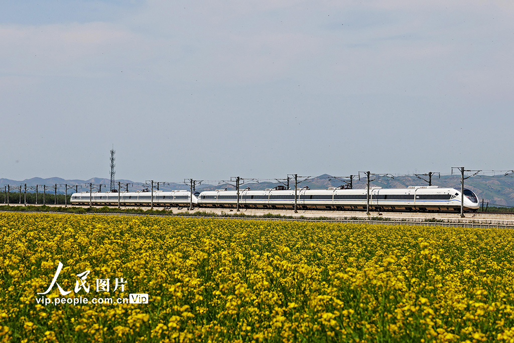 甘肅張掖：動車穿越油菜花海