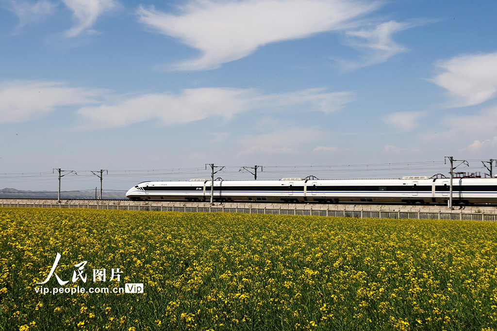 甘肅張掖：動車穿越油菜花?！?】