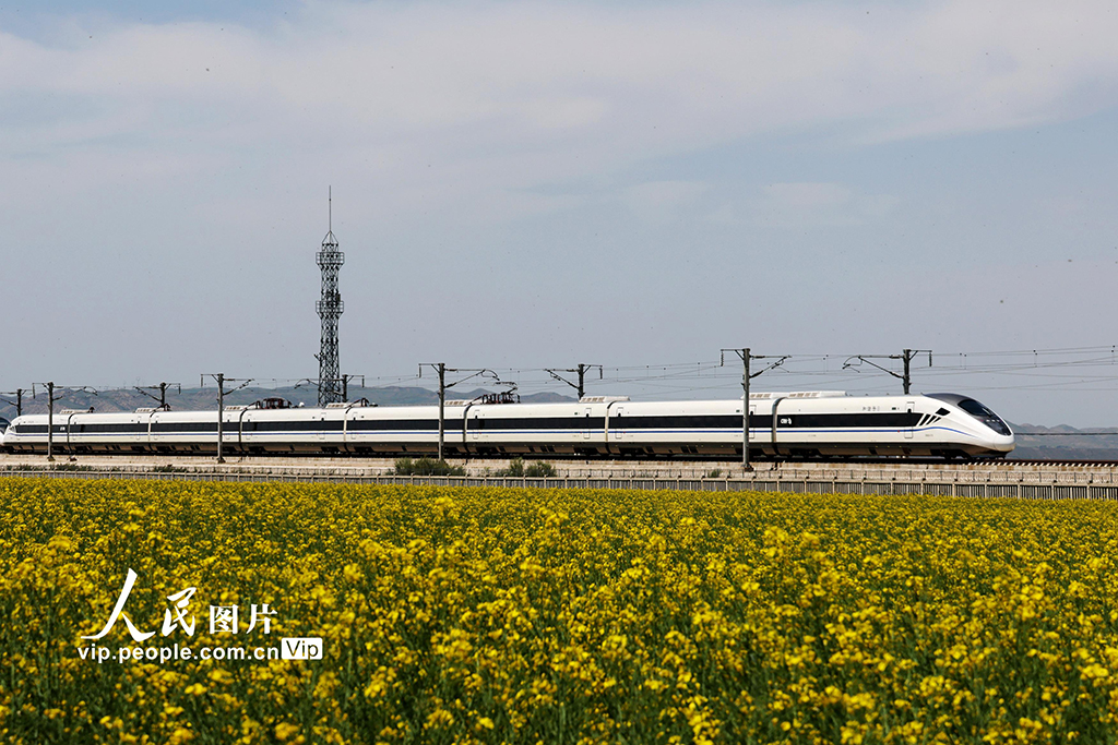 甘肅張掖：動車穿越油菜花?！?】