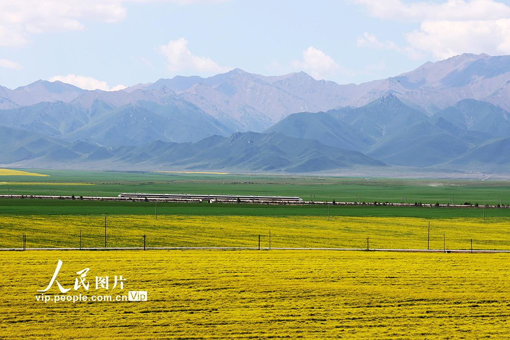 甘肅張掖:動車穿越油菜花?!?】