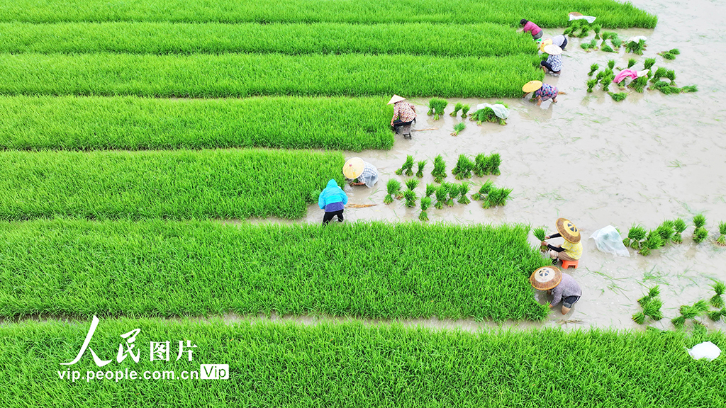 湖南道縣：插秧