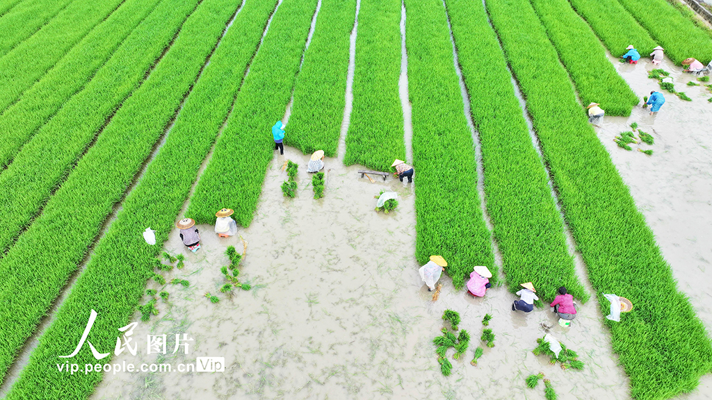 湖南道縣:插秧【2】