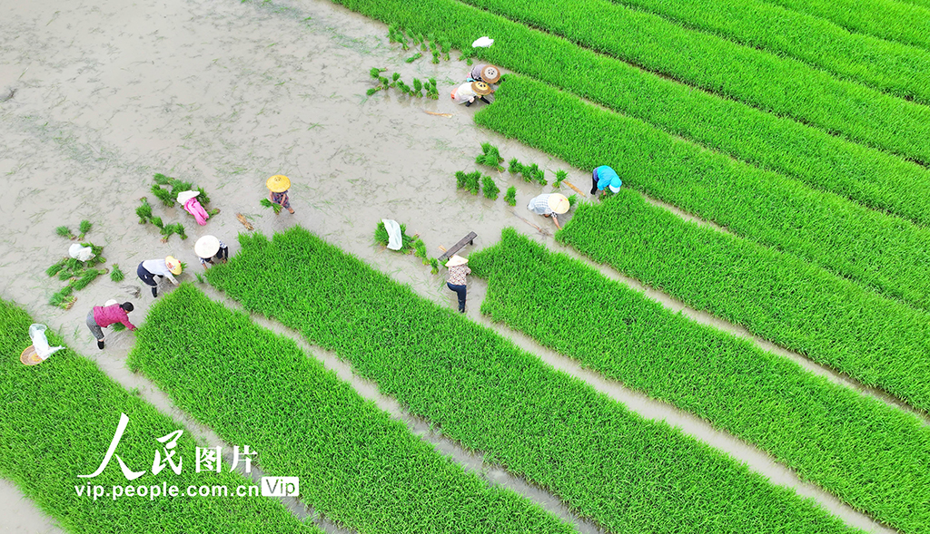 湖南道縣:插秧【4】