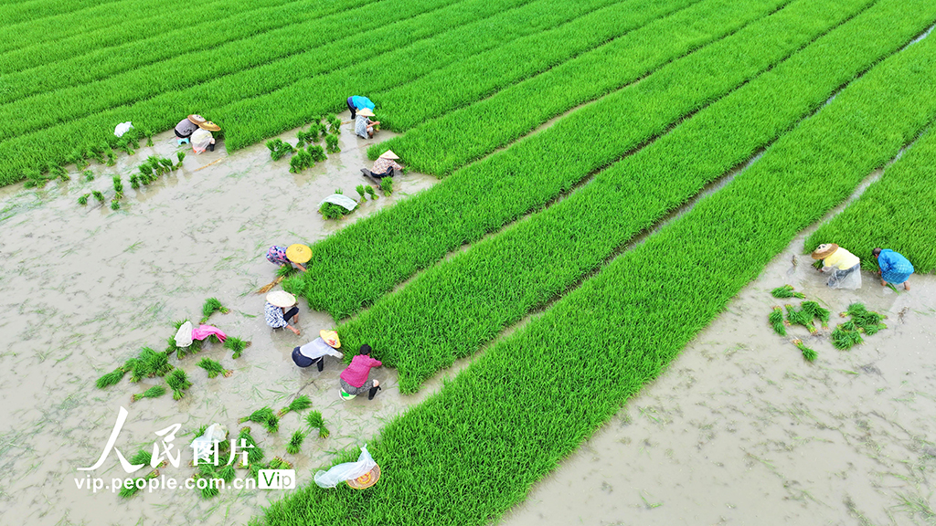 湖南道縣:插秧【5】