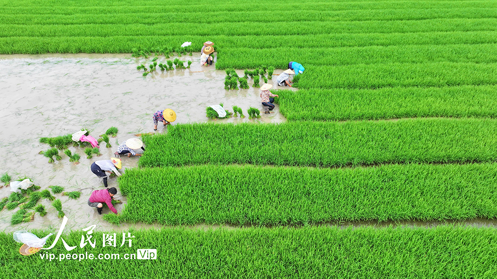 湖南道縣:插秧【6】